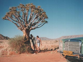 Namibia'97: Köcherbaumgravur