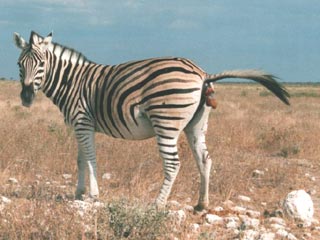 Namibia'97: kackendes Zabra