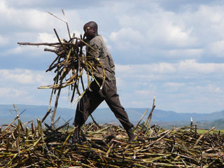 Arbeiter auf der Zuckerplantage